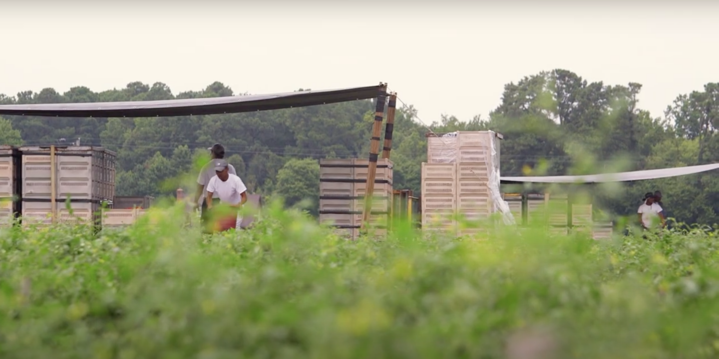 foreground of greenery with workers loading pallets in the background
