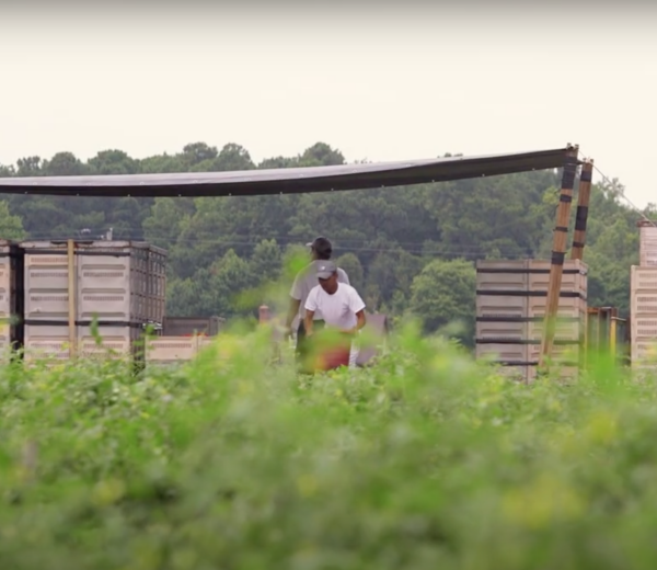 foreground of greenery with workers loading pallets in the background