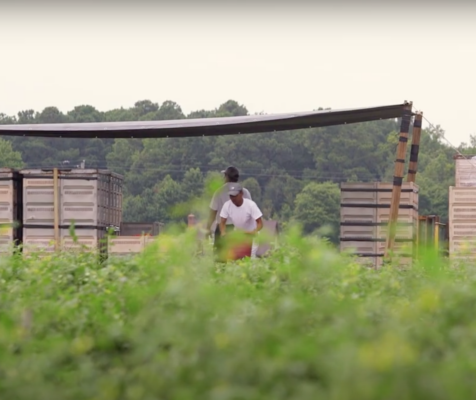foreground of greenery with workers loading pallets in the background